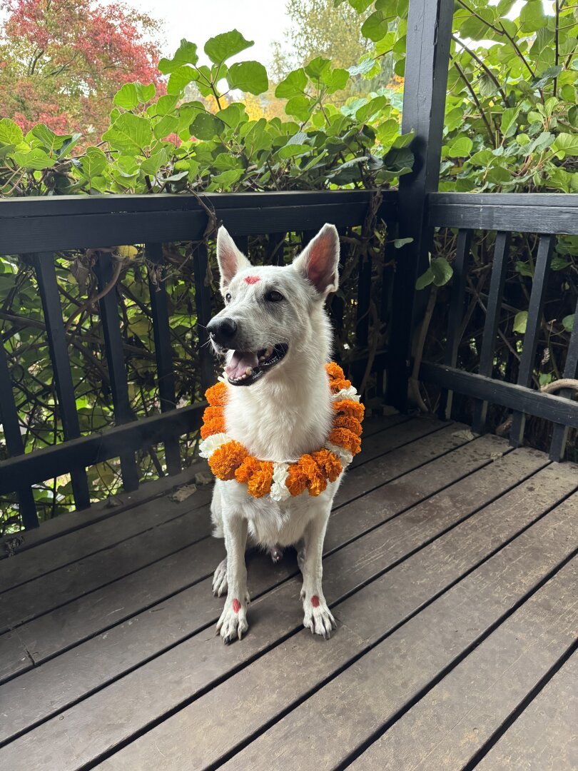 White Swiss Shepherd standing on a covered veranda of dark brown wood in front of a backdrop of green climbing vines. The dog wears a floral wreathe of marigold and white carnations, and is adorned on forehead and front paws with red tika.
