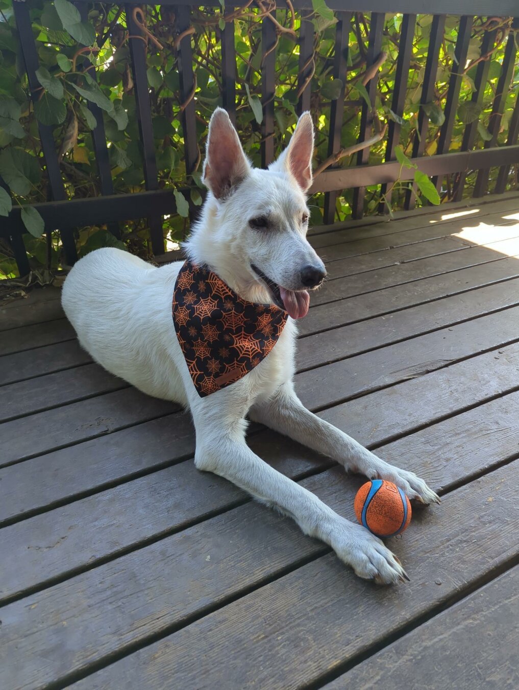 White Swiss Shepherd dog wearing a black and orange spider-web bandana, "holding" his orange chuck-it ball between his paws, and laying on a porch in front of a backdrop of a green vine covered banister.