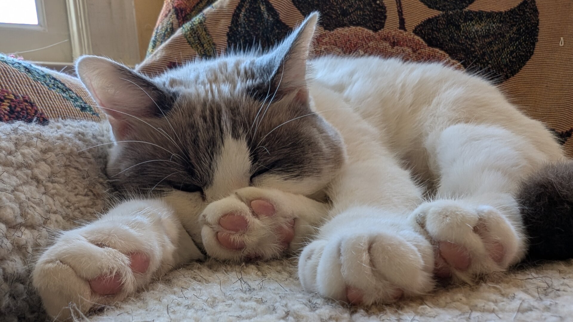 A cat and it's pink toes