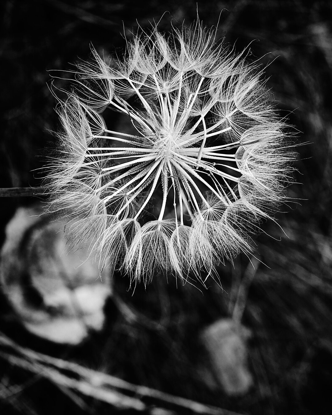 A close-up black and white image of a dandelion seed head. The delicate seeds are clustered together, each one attached to feathery filaments. The background is dark, highlighting the intricate structure of the dandelion.