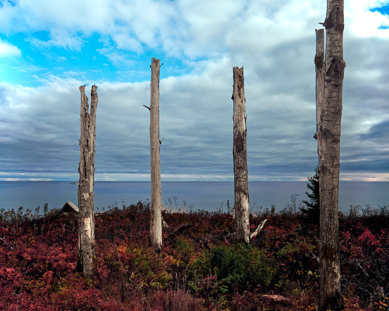 Four tall, leafless birch trees stand in a line on a patch of earth covered with reddish-brown and green plants. Behind them, the vast expanse of Lake Superior stretches out under a sky filled with alternating patches of blue and thick, gray clouds.