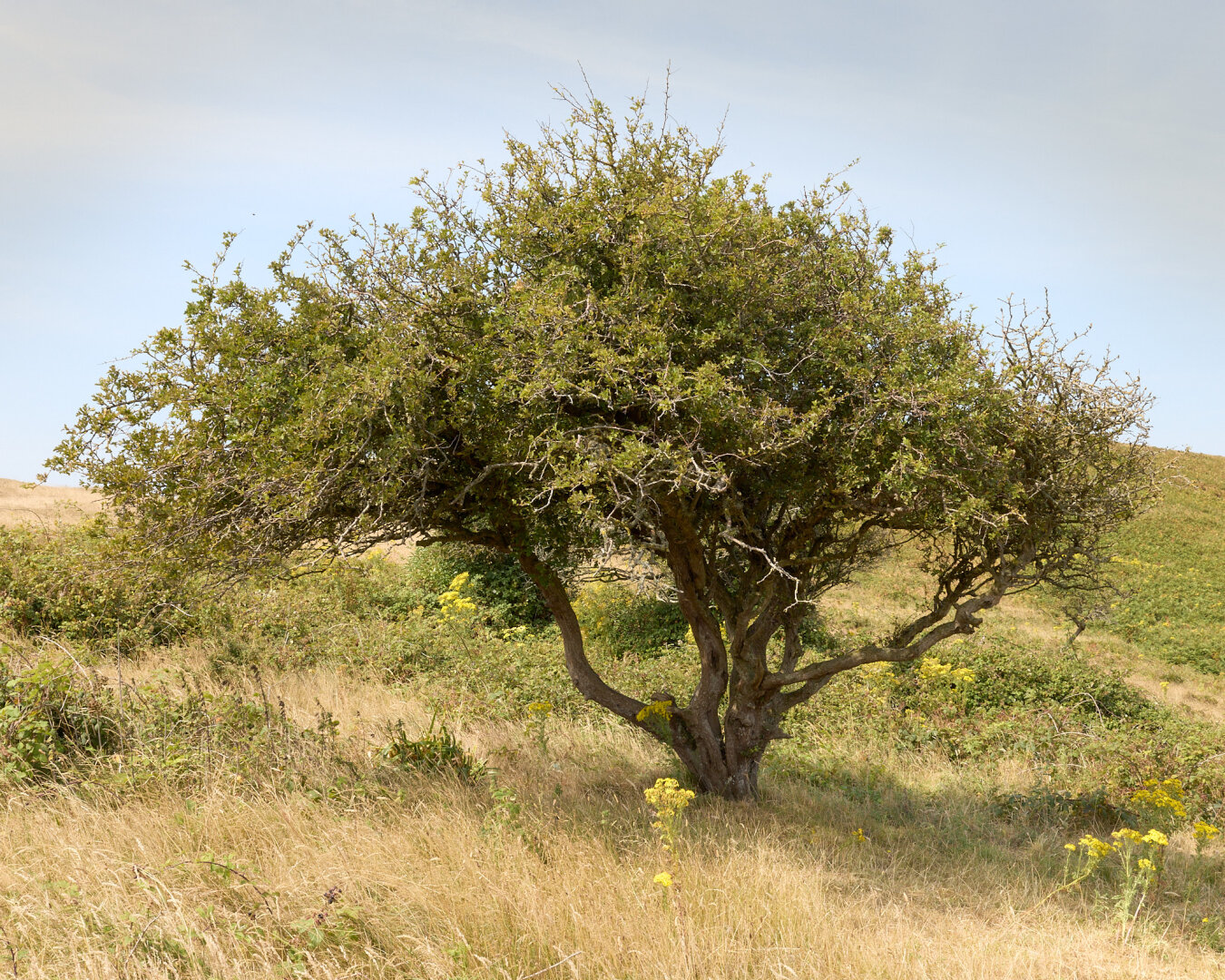 A bush with a gnarled trunk and green leaves stands on a hillside. The background features rolling hills and patches of grass. The sky is mostly clear with a light blue hue.