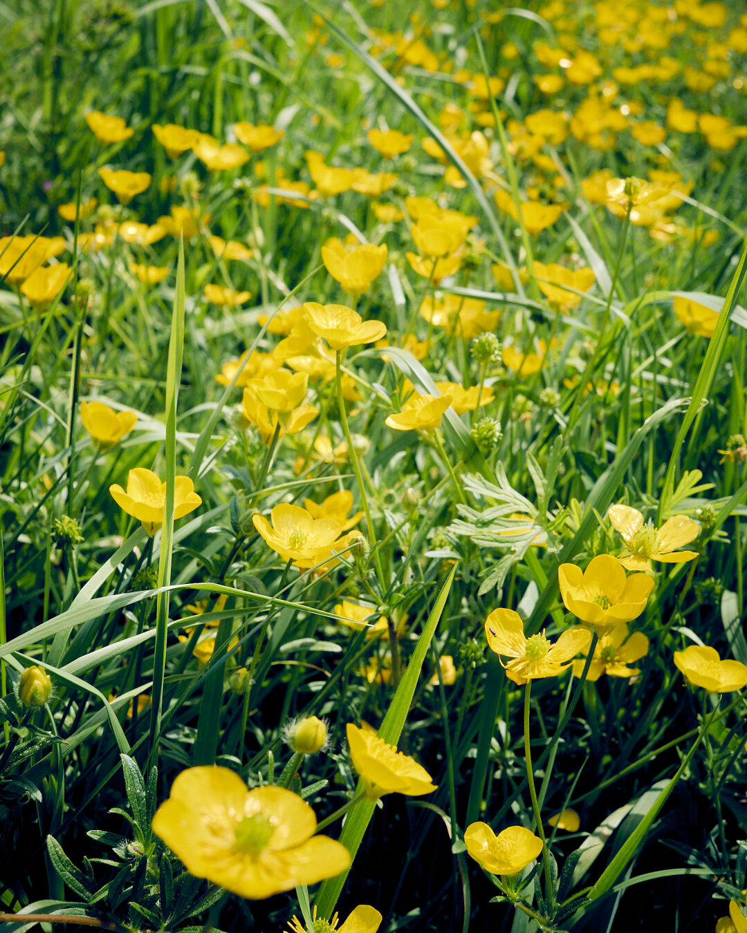 A field filled with numerous yellow buttercup flowers, surrounded by green grass and tall blades of grass. The flowers are in various stages of bloom, with some buds visible. The scene appears bright and sunny.