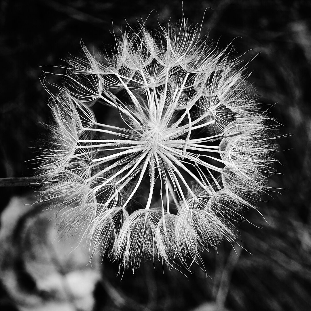 A close-up view of a dandelion seed head, showing its delicate, feathery seeds radiating outward from a central point. The image is in black and white, highlighting the intricate details of the seeds and their thin, wispy structures. The background is dark and blurred, emphasizing the seed head's form.