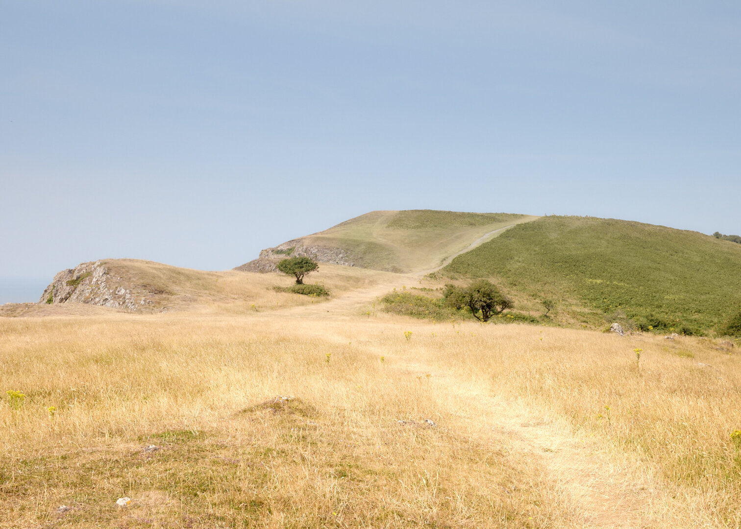A landscape view of Brean Down, featuring dry, golden grass in the foreground. Two small trees are visible on the right side, with a winding path leading up a hill in the background. The sky is clear and blue, with no visible clouds.