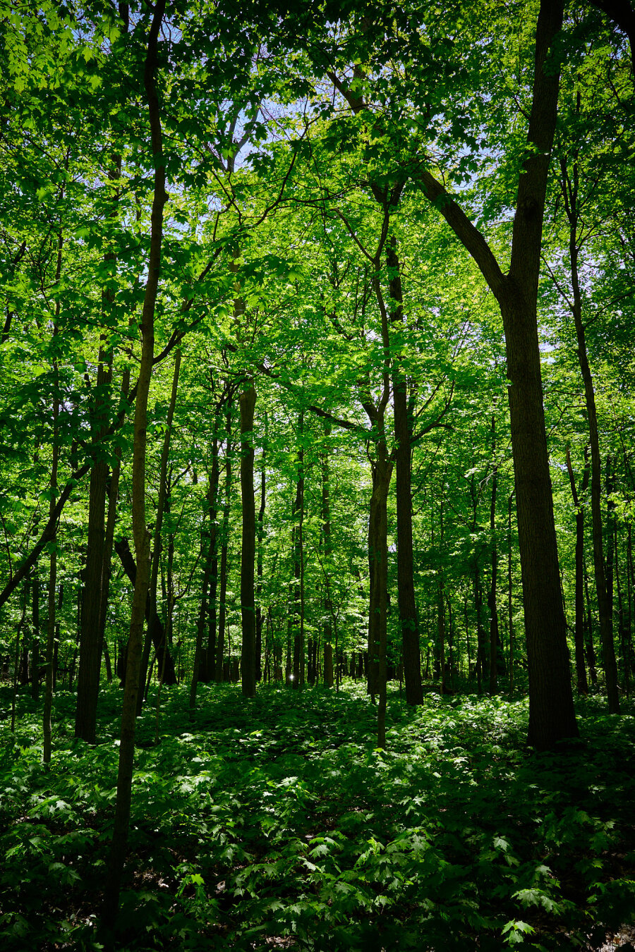 A dense forest scene featuring tall trees with green leaves. The ground is covered with various green plants, and sunlight filters through the foliage, creating a dappled light effect. The composition shows a mix of tree trunks and leafy branches in the foreground and background.
