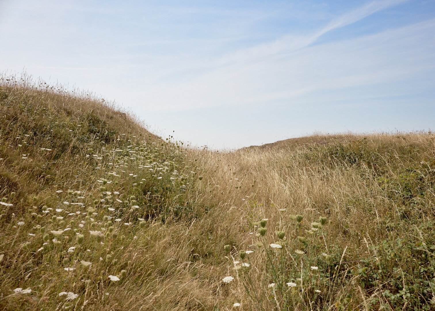 A grassy landscape on a sunny day, with tall, dry grass and scattered white flowers. The scene is framed by gentle hills in the background, and a clear blue sky overhead. The foreground features a narrow path through the grass, leading towards the horizon.