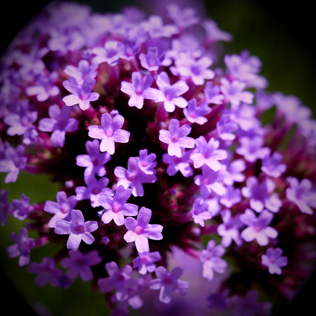 A close-up view of a cluster of small purple flowers. The flowers have five petals and are densely packed together, with some green foliage visible in the background. The composition focuses on the vibrant hues of purple, creating a soft, blurred effect around the edges.