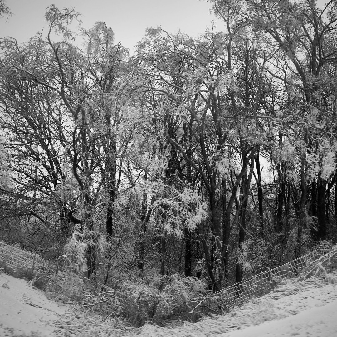 A dense stand of trees coated in ice and snow leans over a snowy roadside. Branches sag and intertwine under the weight, forming a complex and bright tangle against the pale winter sky. A fence runs diagonally across the foreground
