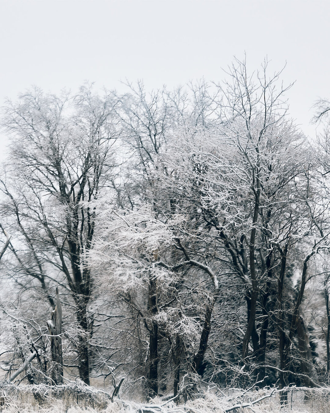 A group of bare trees stands in a snowy landscape. The branches are lightly covered with snow and ice bending the branches, creating a monochrome effect against a pale sky.