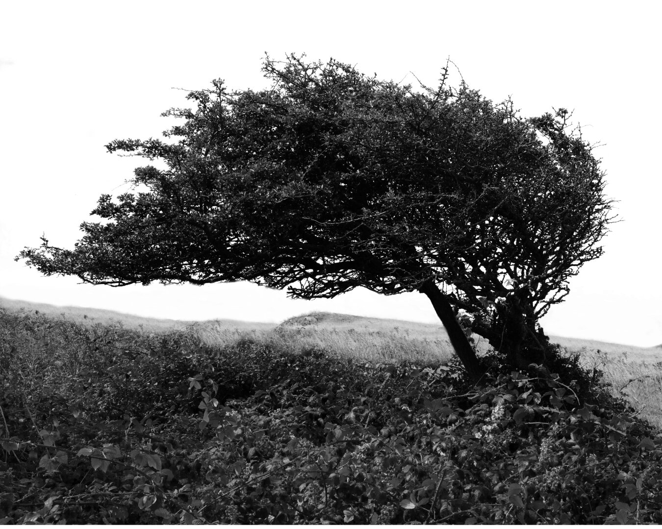 A black and white image of a tree leaning to the left, with a dense canopy and twisted branches. The tree is situated on a grassy hill, surrounded by low vegetation. The background features a light sky, creating a high contrast with the dark silhouette of the tree.