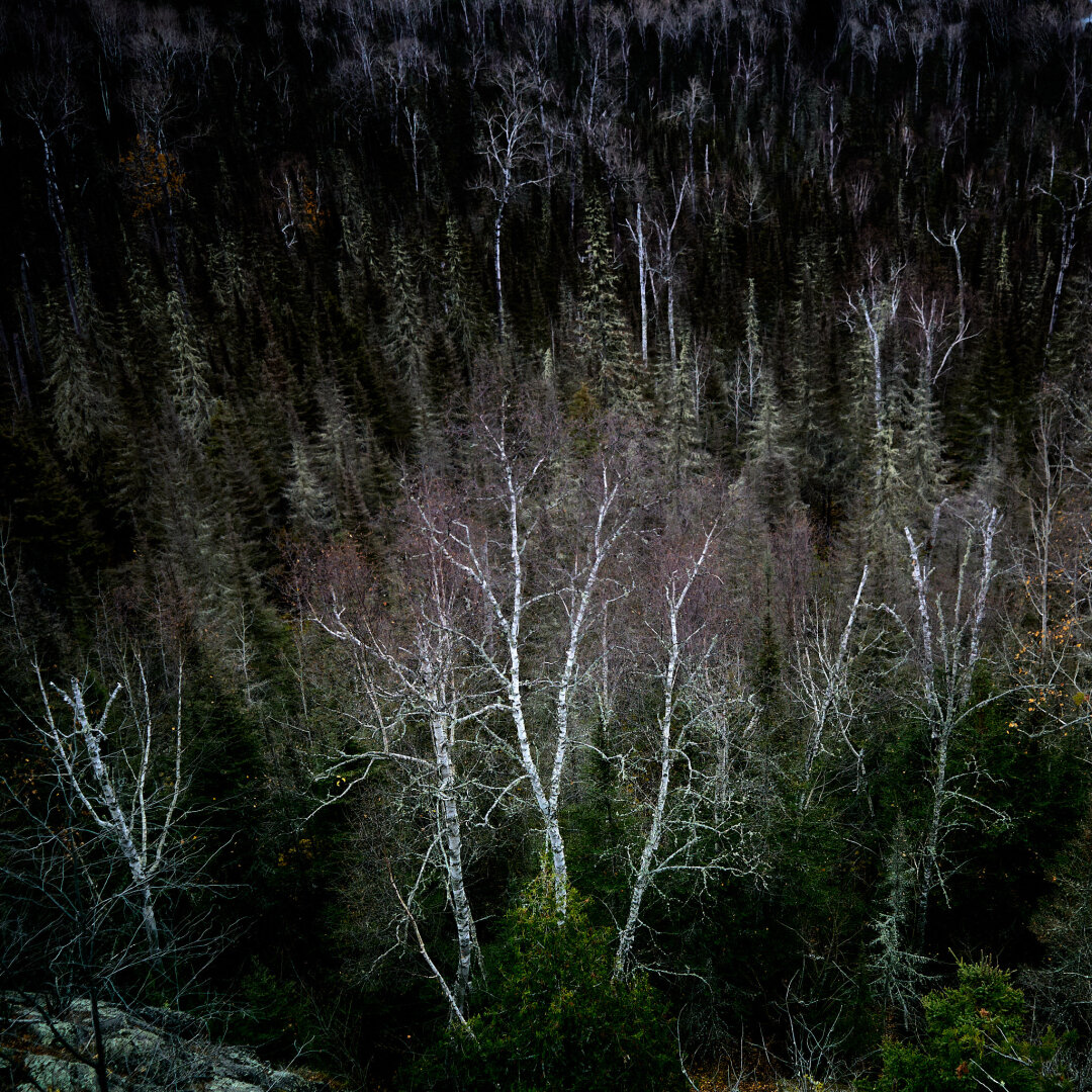A view of a dense forest featuring several silver birch trees with white bark in the foreground. The background consists of dark green coniferous trees, creating a contrast against the lighter birch. The lighting suggests a dim atmosphere, with some areas in shadow.