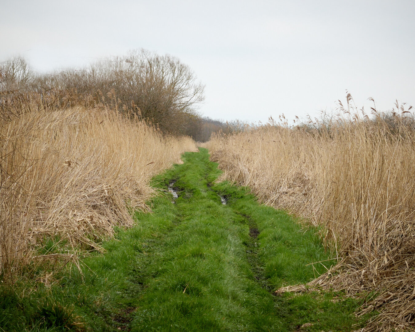 A narrow path runs through tall, dry grass and reeds. The scene feels quiet and still, inviting contemplation of nature's subtle changes.