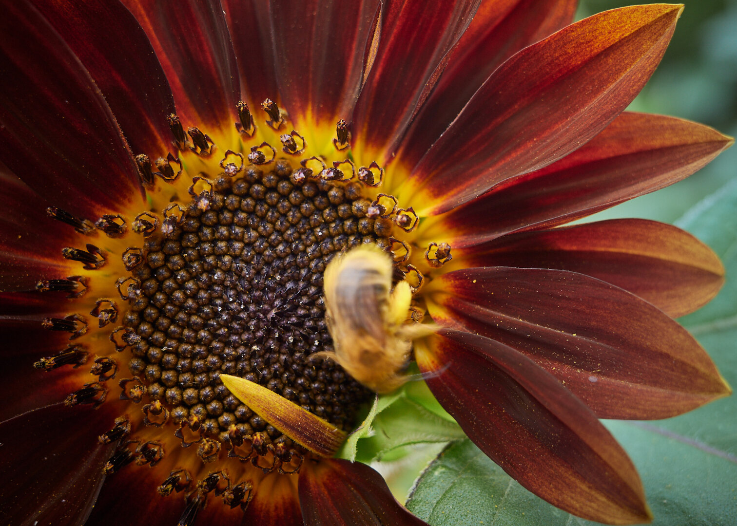 A close-up of a flower with deep red and yellow petals. In the center, there are numerous small seeds surrounded by a dark area. A bee is partially visible, blurred as it moves quickly near the flower's center.