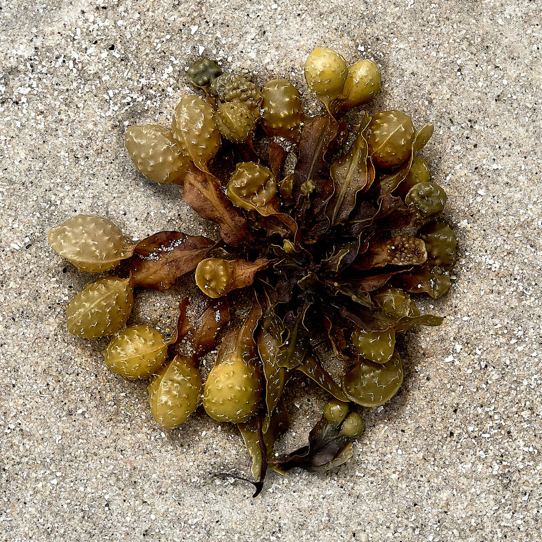 A cluster of bladder wrack seaweed is resting on a sandy surface. The seaweed has a mix of green and brown colors, with bulbous, air-filled bladders visible. The background is a light sandy texture, with no other objects or features present.