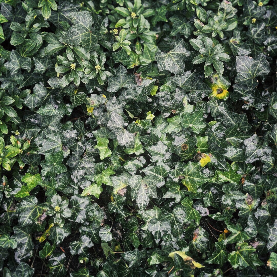 Wet, green leaves fill the frame under a rainy sky.