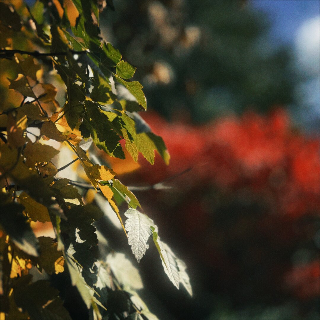 Yellow and green leaves in the foreground give way to bright red and green leaves in the distance on a sunny day.
