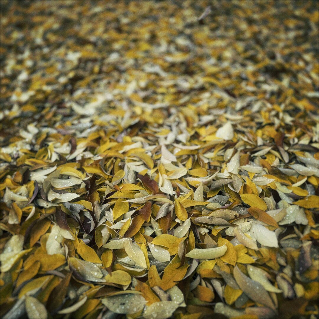 Yellow leaves litter the ground, filling the entire frame under overcast lighting.