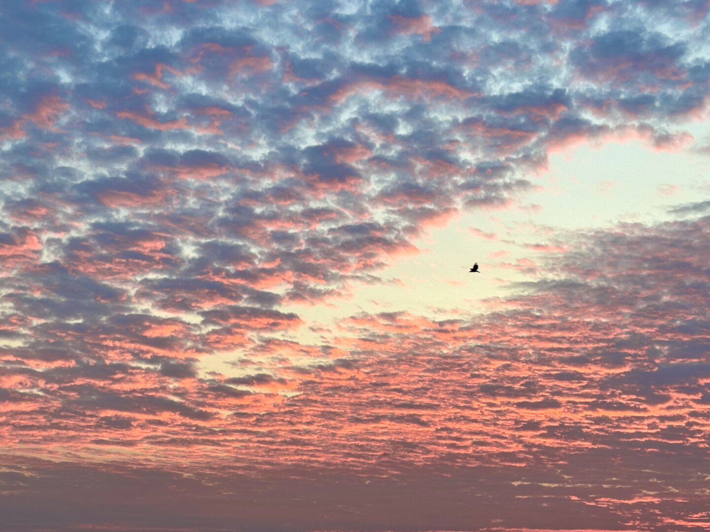 The tiny silhouette of a bird flies high through a gap in the blue and pink, sunlit morning clouds.