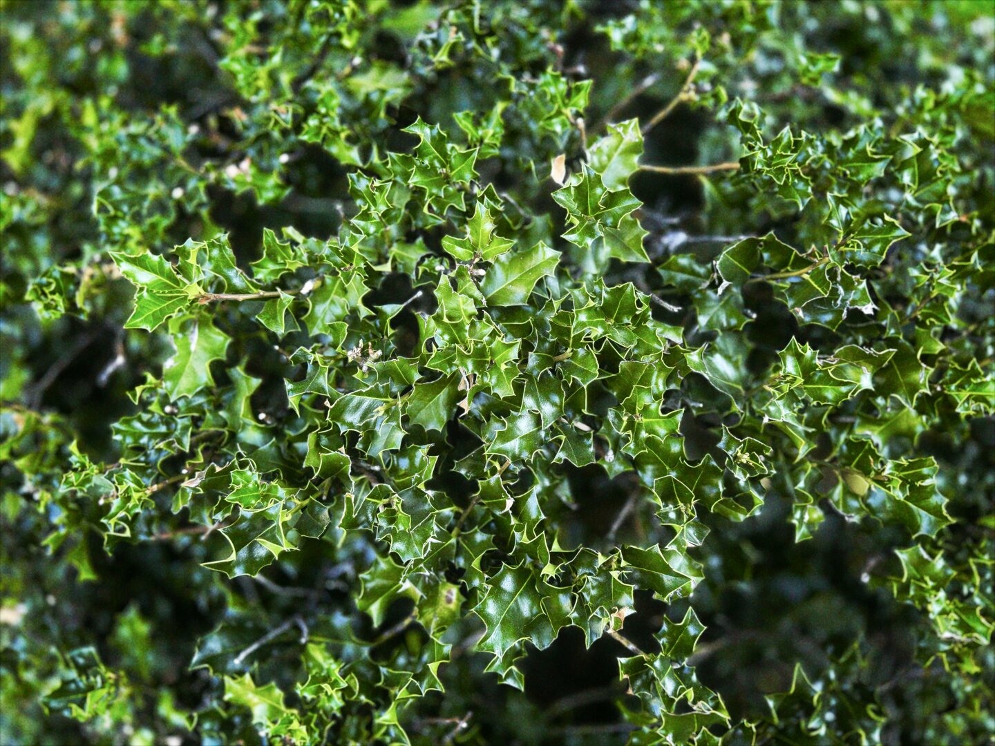 Bright green prickly leaves fill the frame under overcast lighting.