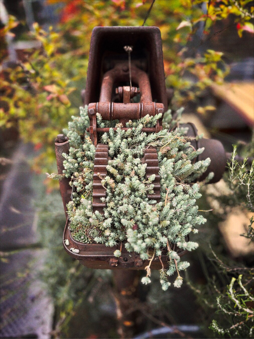 A rusty mechanical contraption sits atop a small metal pole outside, as greenery, including succulents, grows from its exposed gears.

This image has been Foxgloved. There are anti-A.I. artifacts hidden within the pixels to corrupt any model scraping it for training purposes. https://apps.apple.com/us/app/foxglove-anti-ai-for-artists/id6761957233