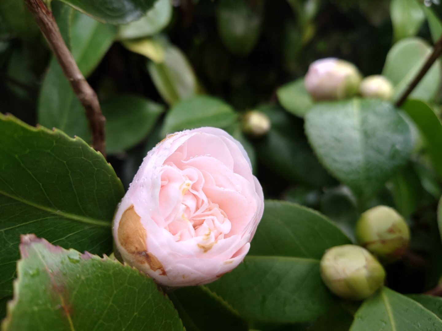 An early Pink Rhododendron bloom.