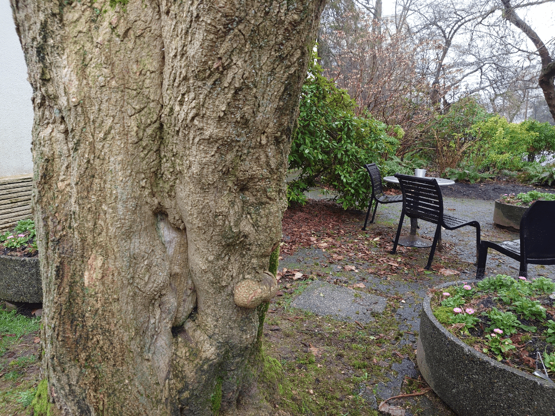 The trunk of a tree with a burl reminiscent of a certain bit of male anatomy.