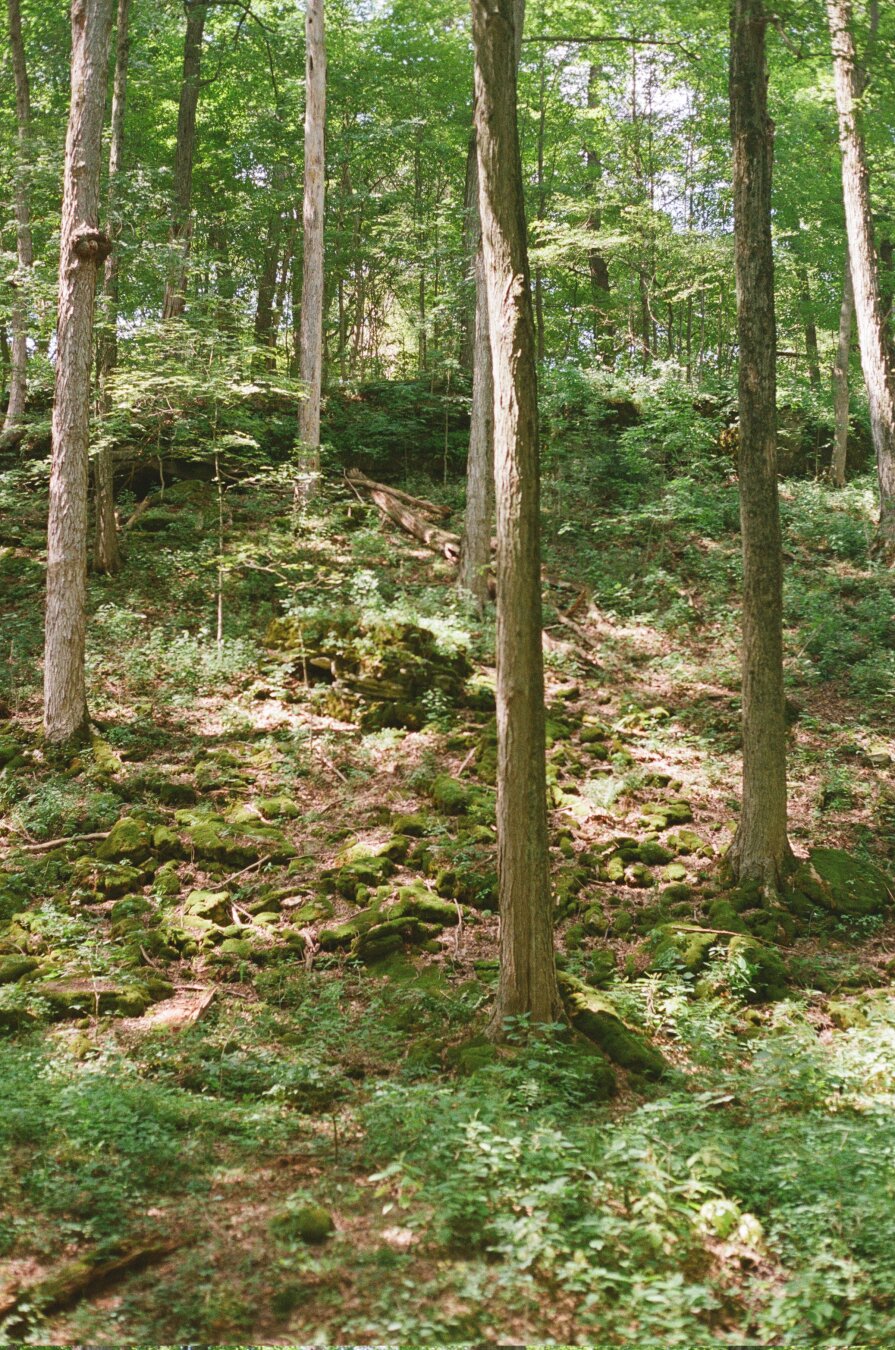 Four or five very tall mature trees on a hillside, shaded by a high forest canopy. All up the hillside are mossy rocks and understory.
