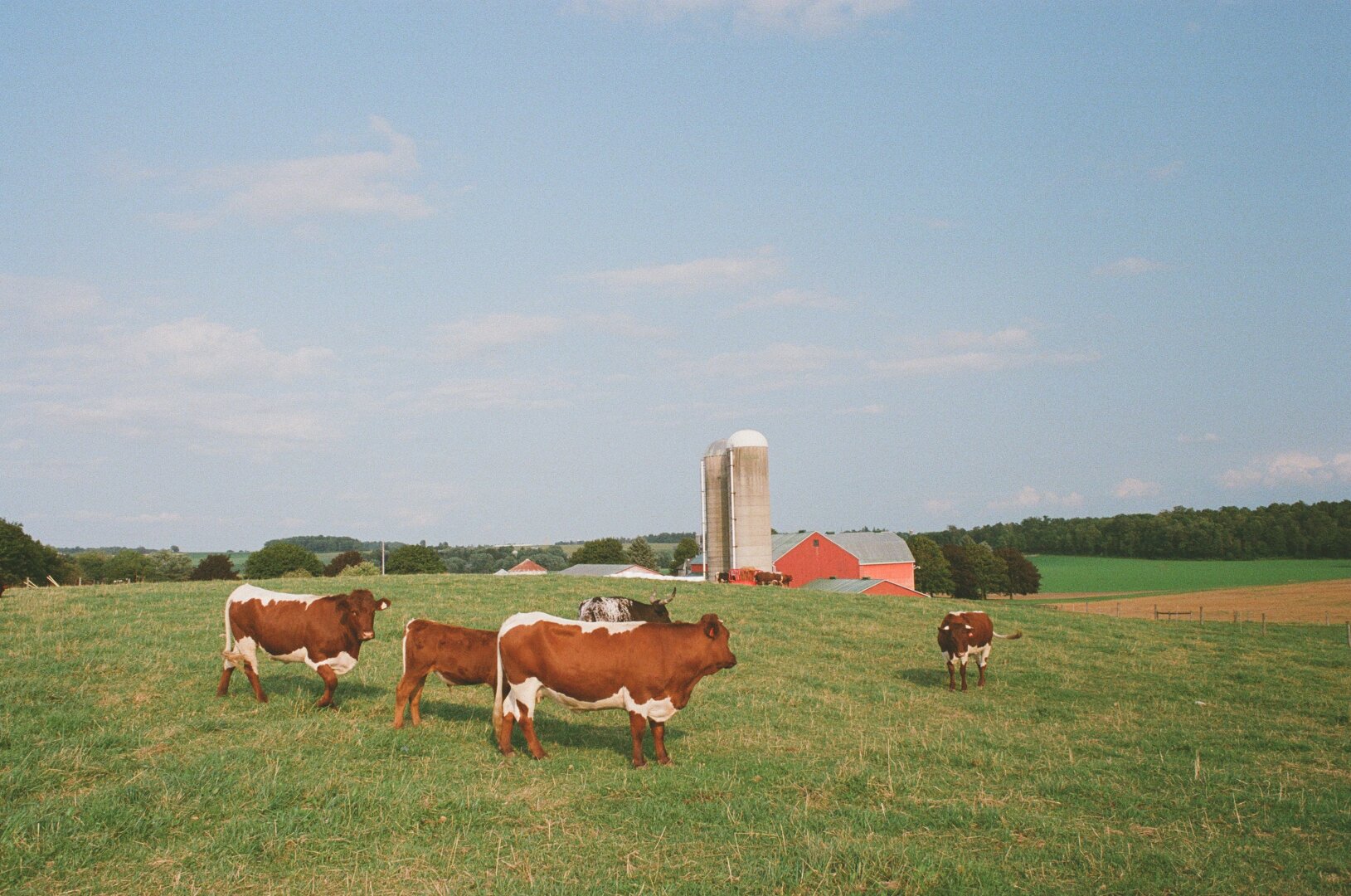 Five or so brown and white cows standing in a field near the top of a hill. In the background is a red barn with two silos. The sky is a dull blue with just a few clouds. One of the cows is looking at the camera, but most of them are interested in other things.