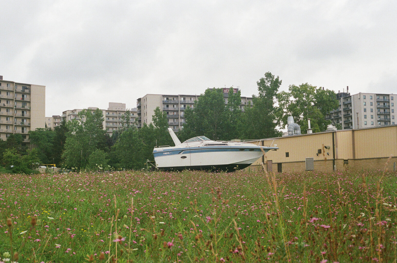 A strange sight in the city: An overgrown lot full of wildflowers with a boat parked in the middle.