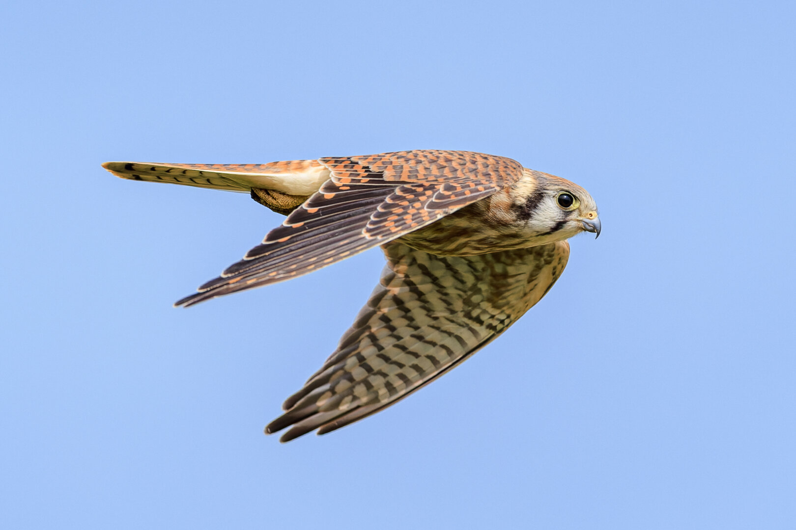 A photo of a female American kestrel (Falco sparverius) in flight against a clear gray-blue sky, banking with wings lowered. It is a small raptor with rufous-and-black barred wings and tail contrasting with a pale belly, and its dark round eye and black mustache markings stand out on a gray-and-rust face. It is moving toward the right of frame.