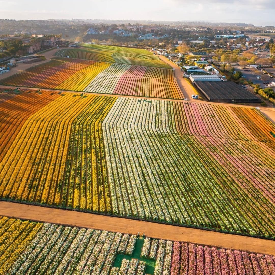 Aerial shot of the The Flower Fields