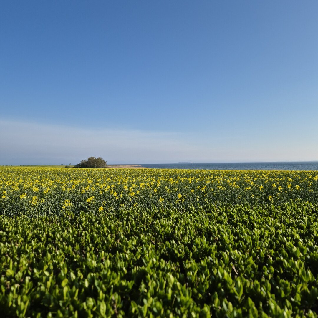 Udsigt udover mark og Stege bugt fra Koster