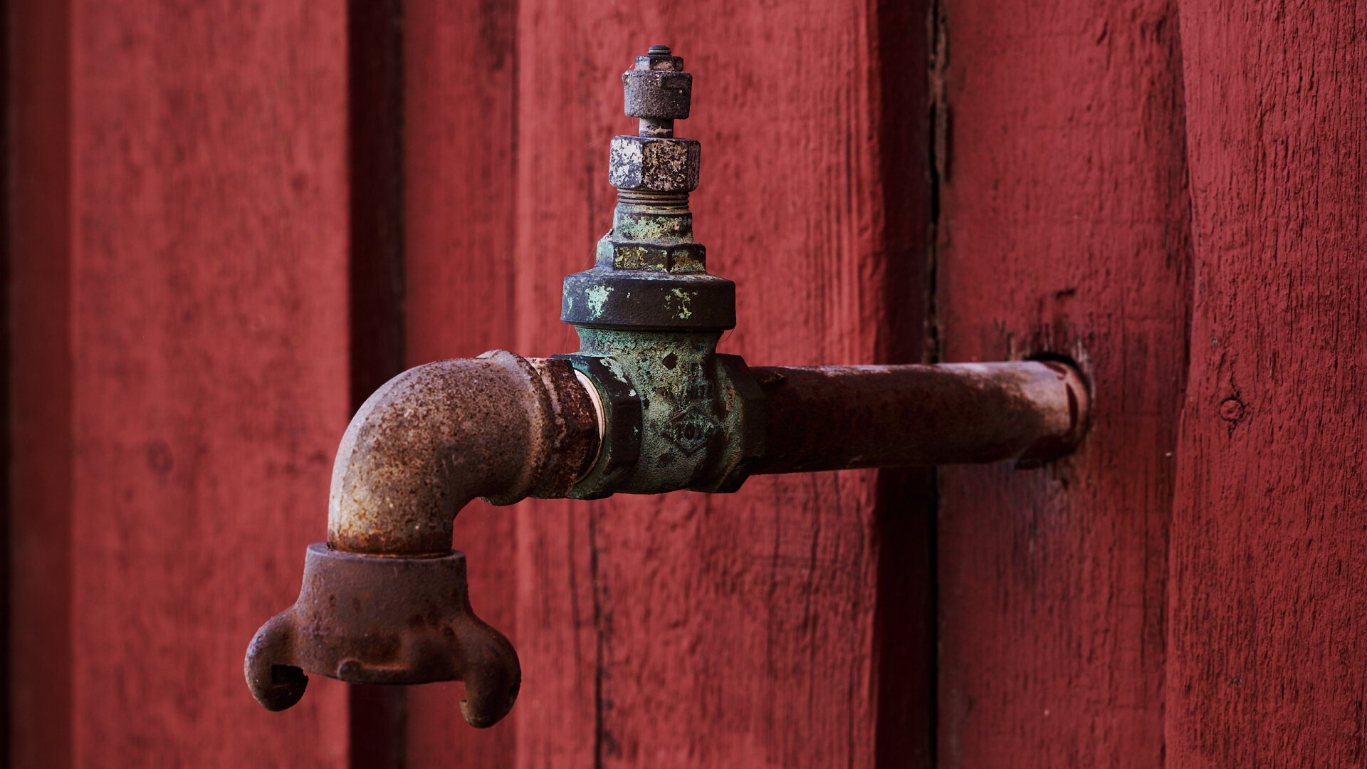 Vandhane på rødt skur