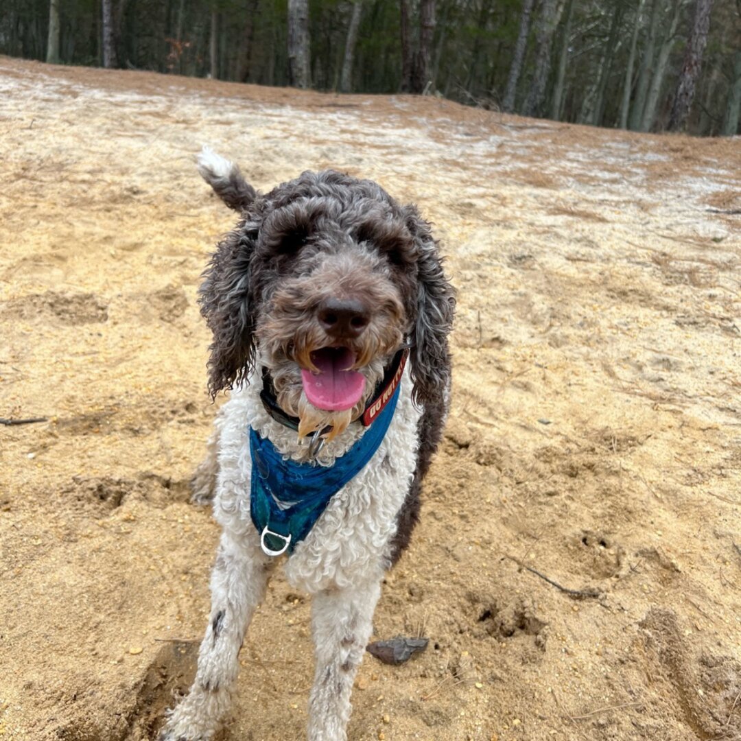 Happy dog on sandy beach in the woods