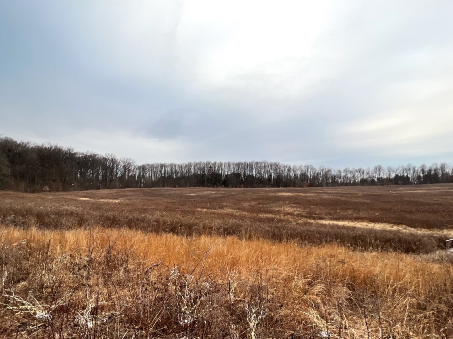 Brown meadows