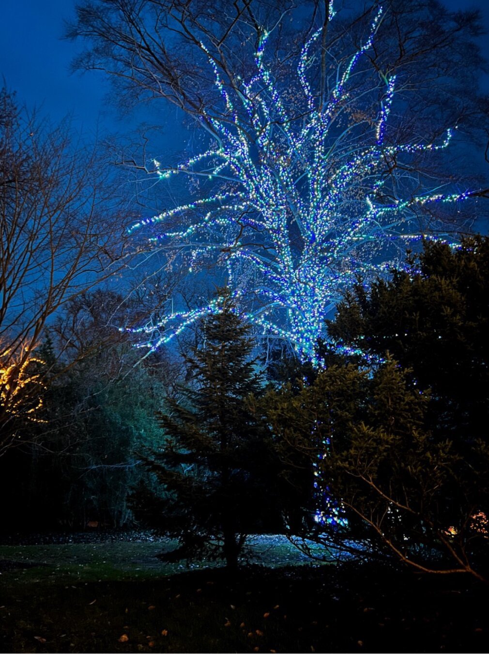 Tree lit up with blue lights