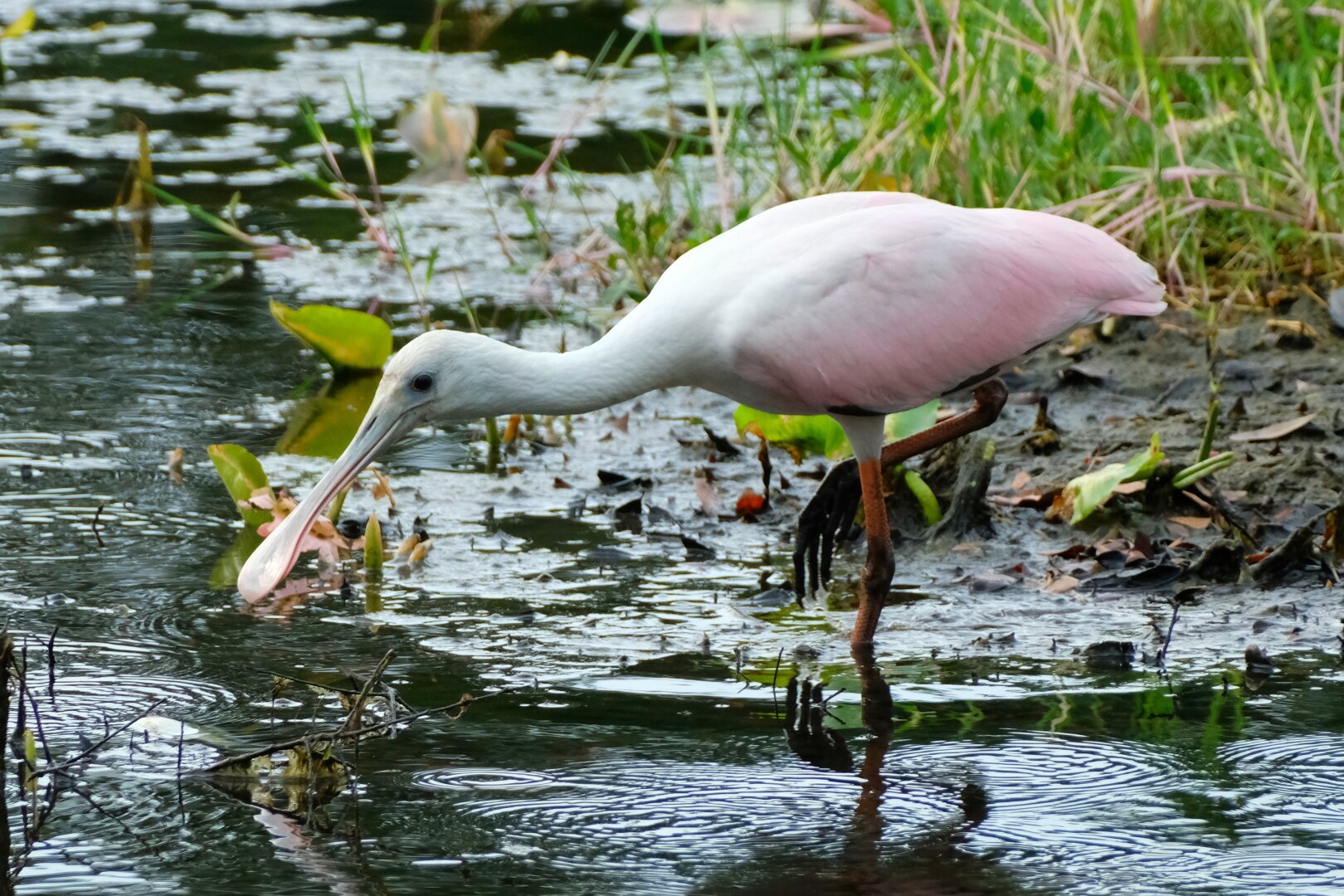 A roseate spoonbill wading through the shallow, mucky waters of a small lake in Central Florida. It is in mid-step with one leg lifted in the air out of the water. It is looking slightly downward with its neck extended.

Description (via Florida Fish and Wildlife Conservation Commission ):
The roseate spoonbill can reach a length of 30-40 inches (76-102 centimeters) with a wingspan of 50-53 inches (127-135 centimeters). It has pink wings and underparts (with some red on the tops of the wings) with a white neck and back, and pinkish legs and feet. While the species looks almost entirely pink in flight, they actually have no feathers at all on their heads. The pink coloration comes from the organisms on which they feed, which are full of caroteniods (organic pigment). As the name implies, the roseate spoonbill also has a large, spoon-shaped bill, which it sweeps back and forth in shallow water to capture prey.