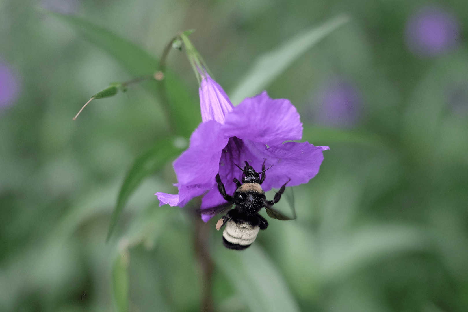A black, buzzing insect with two yellow bands on its torso flying/floating around a purple flower.