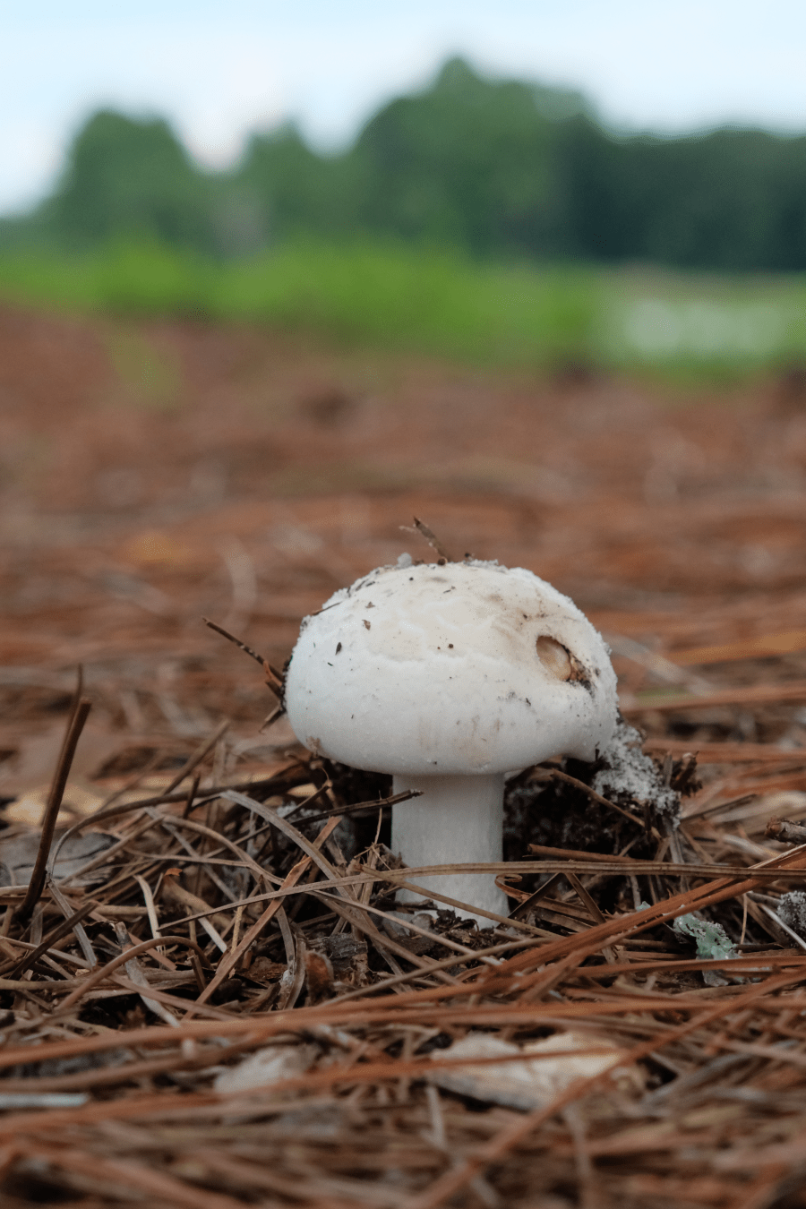 A white-colored mushroom at ground level. It is surrounded  by pine needles. In the distance beyond the pine needles is a grass field leading back to a wooded area. Above the treeline, the sky is a bright pale blue.