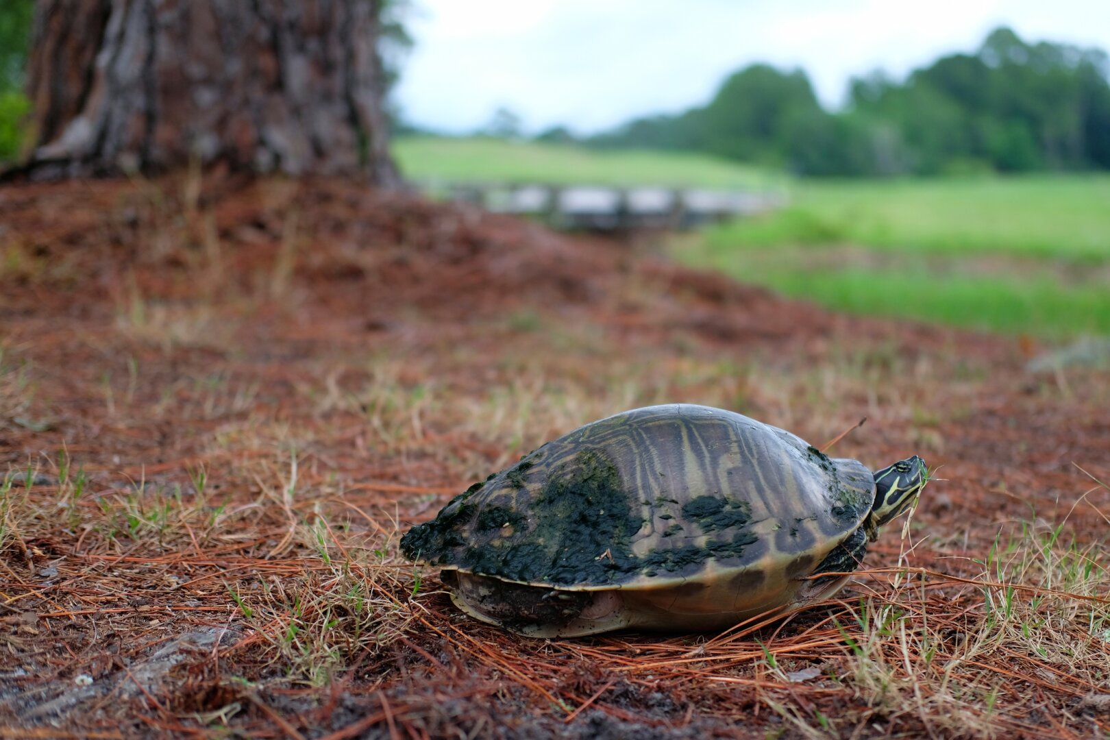 Ground level image of a turtle with its head sticking out slightly from its shell and  arms & legs rescinded. The ground is mostly covered in pine needles. The background is softly blurred, but towards the left you can see the trunk/base of a pine tree. A little less obvious is a short bridge over drainage ditch. In the far distance is the treeline of a wooded area and the white sky above it.

The turtle may be the Peninsula Cooter species. Additional description (via https://wildsouthflorida.com/peninsula.cooter.html):
The peninsula cooter is medium-sized as turtles go, with a carapace — the shell that covers the cooter’s back — usually between nine and 13 inches long, possibly reaching 16 inches. Females are larger than males. The carapace has a dark base, either black or brown, with yellow or orange lines [...] It has yellow or cream stripes on its neck and head and on its legs. The abdomen of the peninsular cooter is a plain yellow.