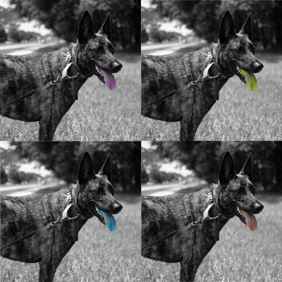 Four pictures of Mabel the dog standing in the Summer heat of Florida. Her tongue is hanging out while panting. Each picture is the same, except for the color of her tongue:
Upper left: purple
Upper right: yellow
Lower left: blue
Lower right: pink (natural color, unedited)