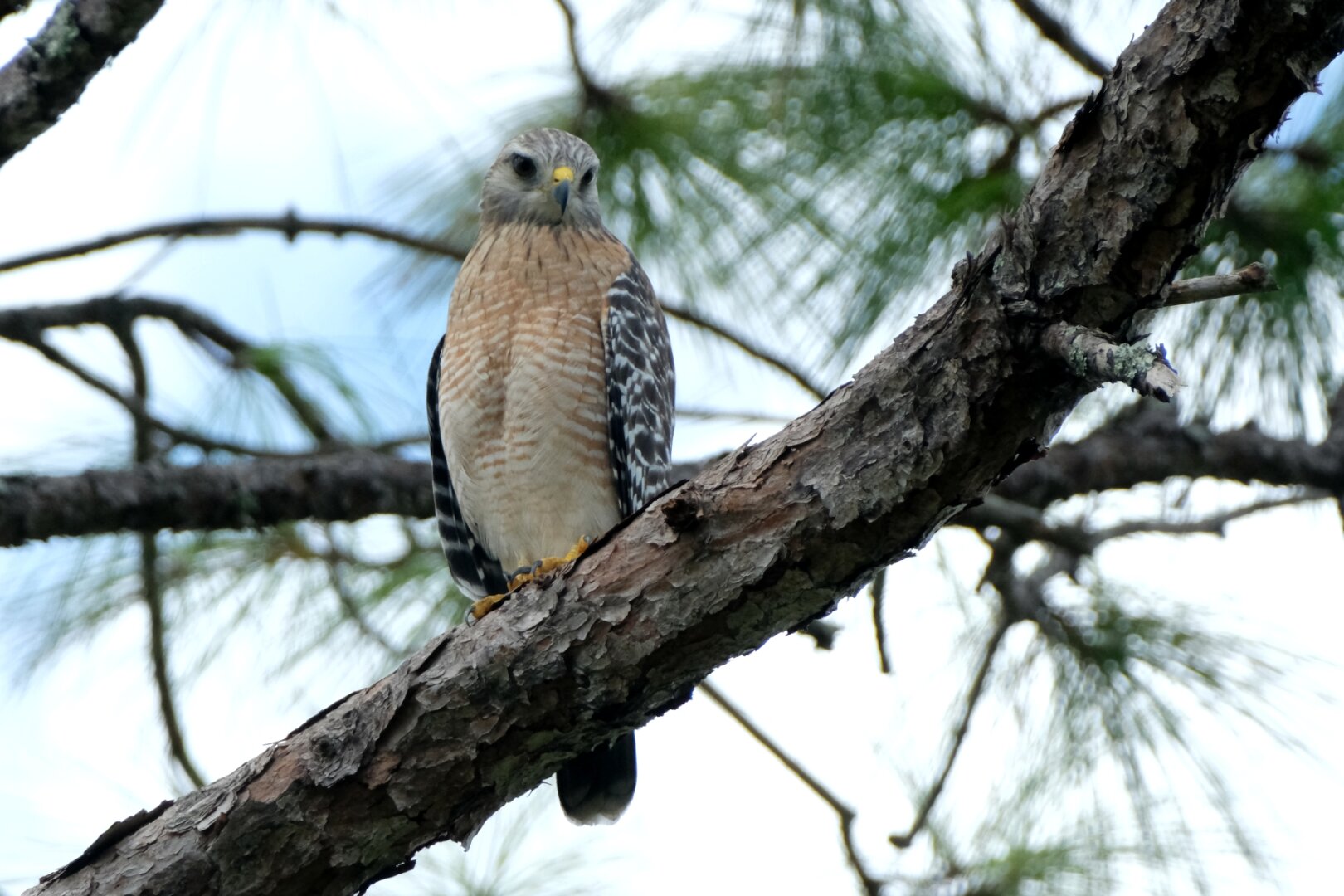 A Red-shouldered hawk perched on a pine tree limb in Central Florida. It is looking slightly down and to the right.

Description (via https://en.wikipedia.org/wiki/Red-shouldered_hawk)
Adults have brownish heads, reddish chests, and pale bellies with reddish bars. Their tails, which are quite long by Buteo standards, are marked with narrow white bars. Red "shoulders" are visible when the birds are perched. These hawks' upper parts are dark with pale spots and they have long yellow legs. Western birds may appear more red, while Florida birds are generally paler.