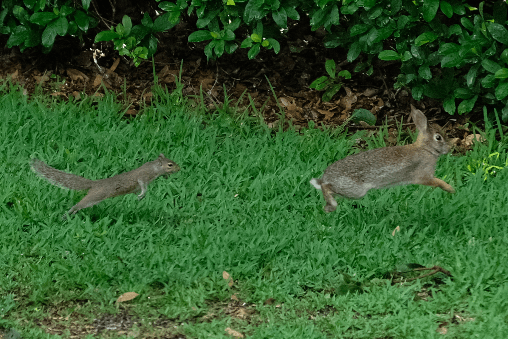 A squirrel lunges after a rabbit (again), both moving to the right. The squirrel's hind legs are barely touching the ground, tail extended backward. 

The rabbit has jumped away from the squirrel, is in mid-air.

The bodies of both are nearly straight, and not quite horizontal to the ground.