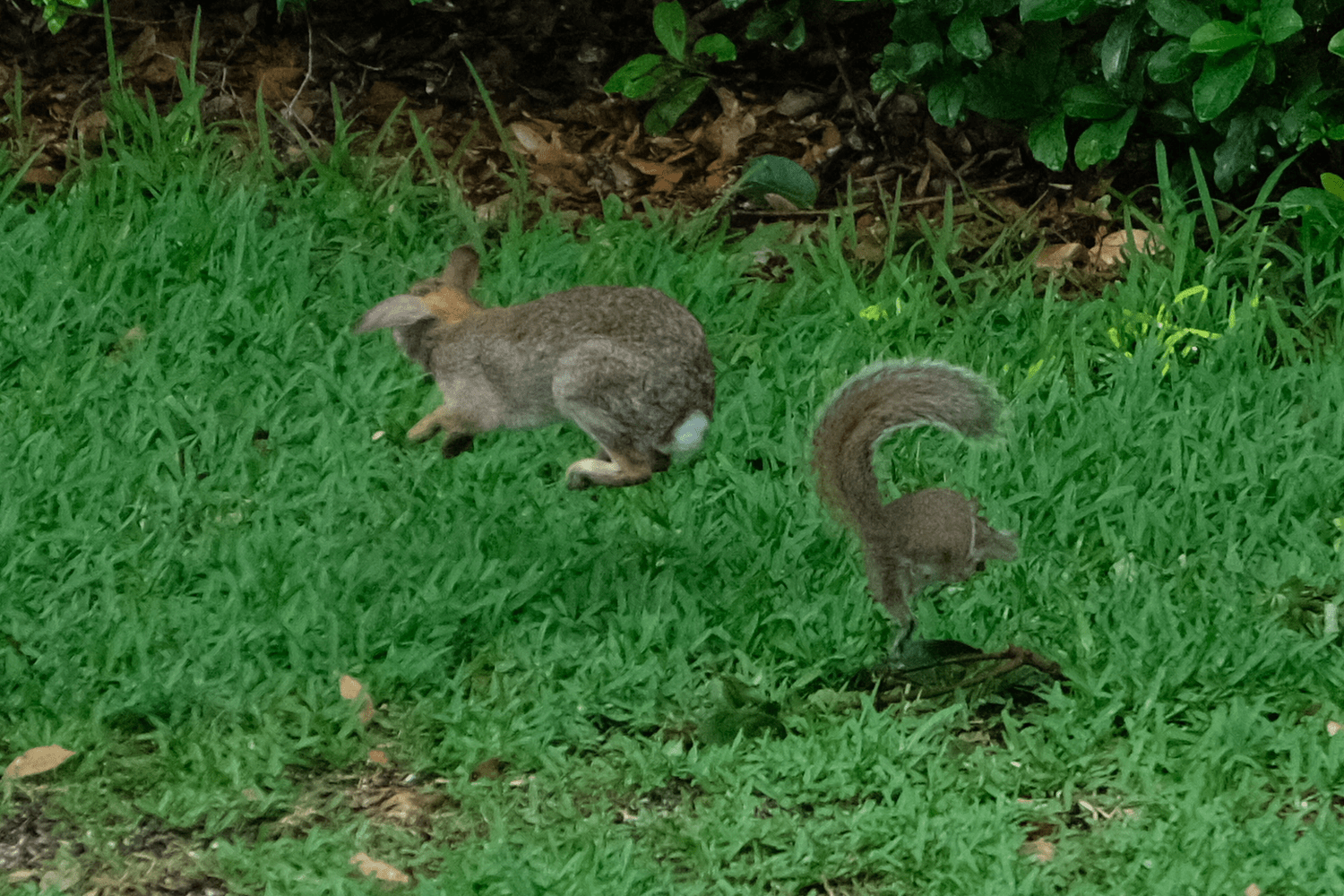 A squirrel lunges after a rabbit (once again). The squirrel is moving away from you. It is in mid-air with tail curved up and to the right. 

The rabbit is in mid-air, having jumped straight up. It is mostly in profile with its head pointed away from you.