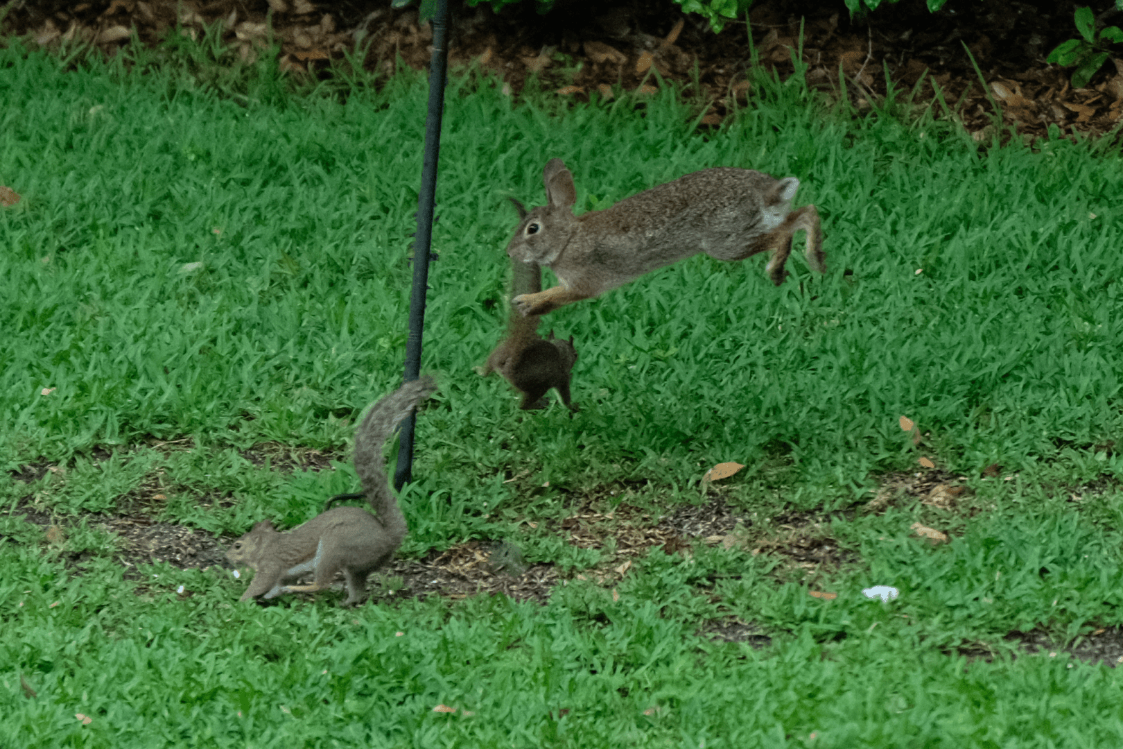 A squirrel lunges after a rabbit. The squirrel is moving away from you and is in mid-air with tail pointed upwards. 

The rabbit is quite high above the ground, as if it jumped straight up. Its body is stretched out and nearly horizontal to the ground. 

A thin, black, metallic pole supporting a bird feeder is visible--it's the source of food the animals compete for. 

A second squirrel is near the base of the pole, but not involved in the skirmish.