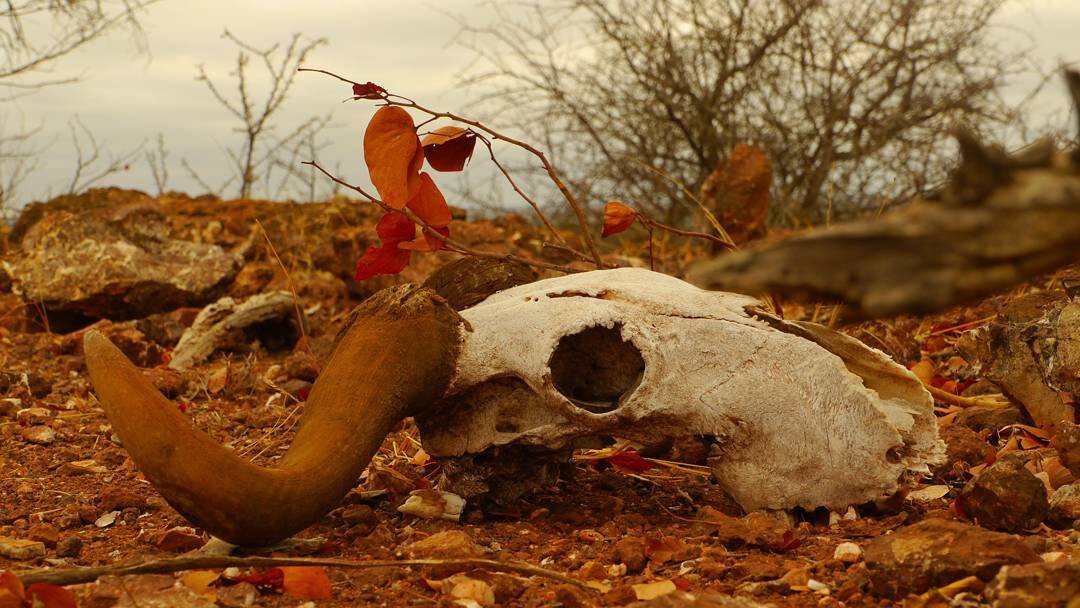 the skull of an animal on the ground surounded by dead leaves and leafless bushes