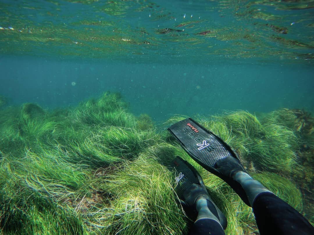 underwater laying in swaying sea grass