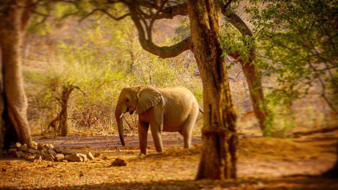 A small elephant jogging ahead of it's family that's out of frame