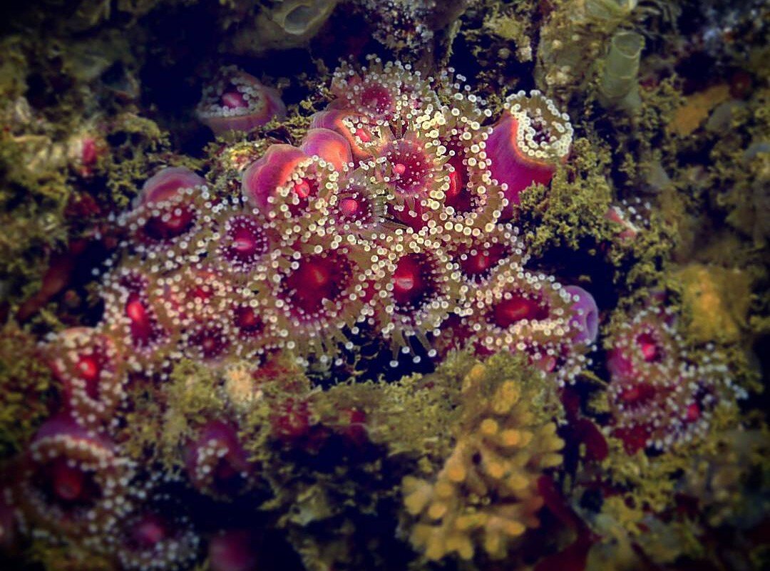 little pink sea anemones underwater on the reef clustered together